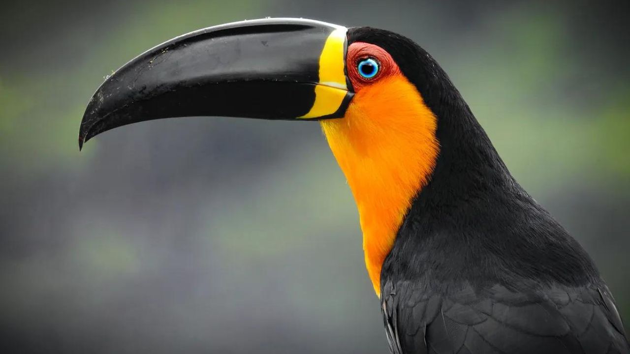 Biodiversidade das Florestas Tropicais