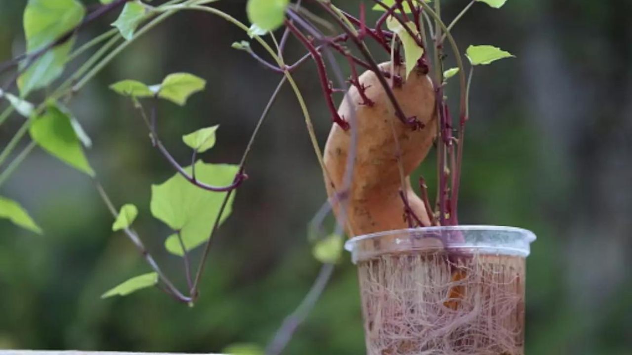 Como Plantar Batata Doce na Água