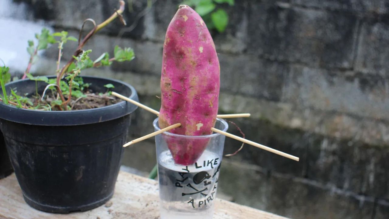 Como Plantar Batata Doce na Água