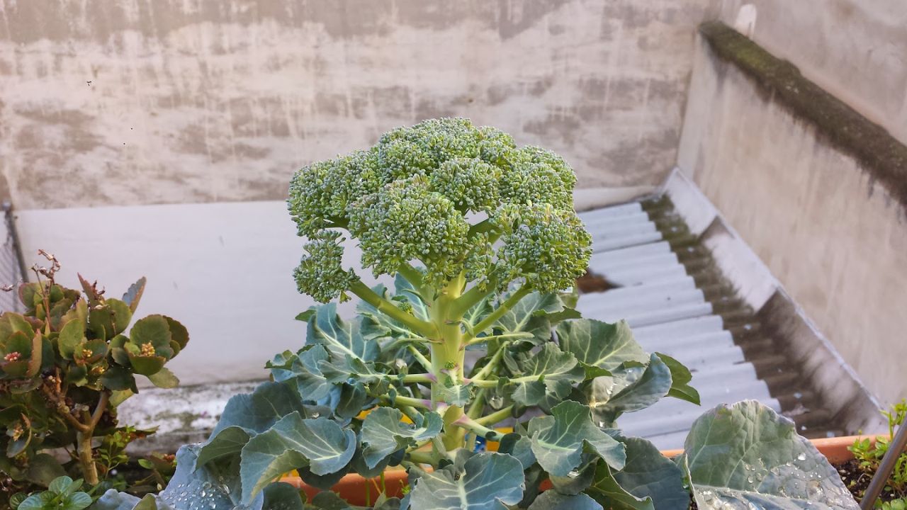 Como Plantar Brócolis