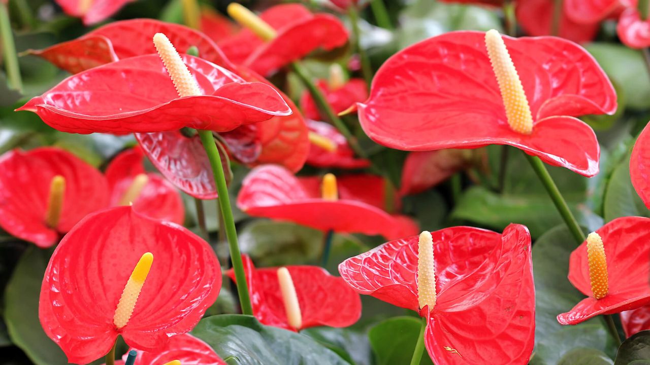 Flores para Todos os Momentos