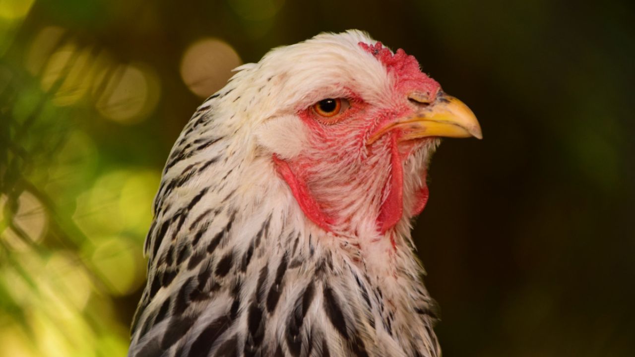 Galinha Mais Bonita do Mundo