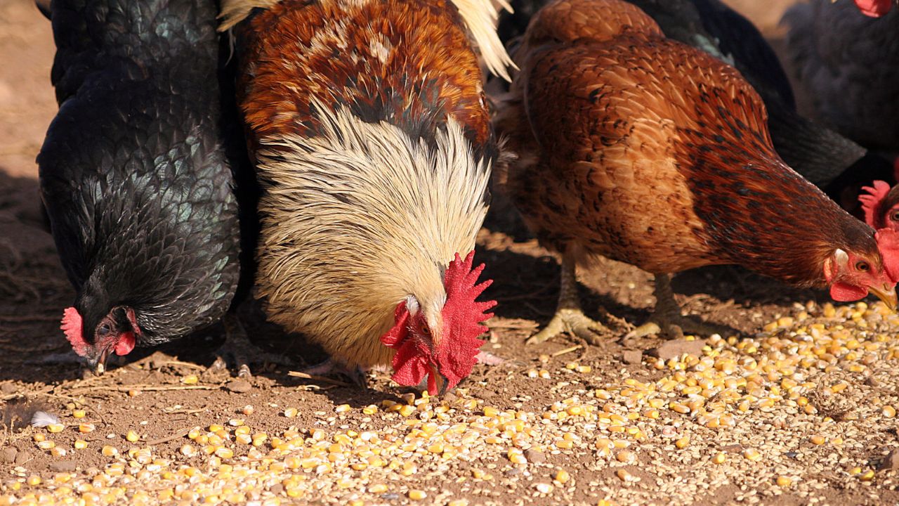 Galinha Mais Bonita do Mundo