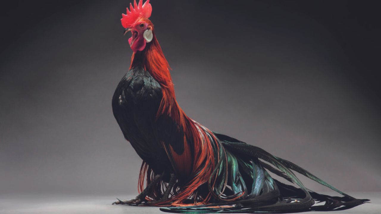 Galinha Mais Bonita do Mundo