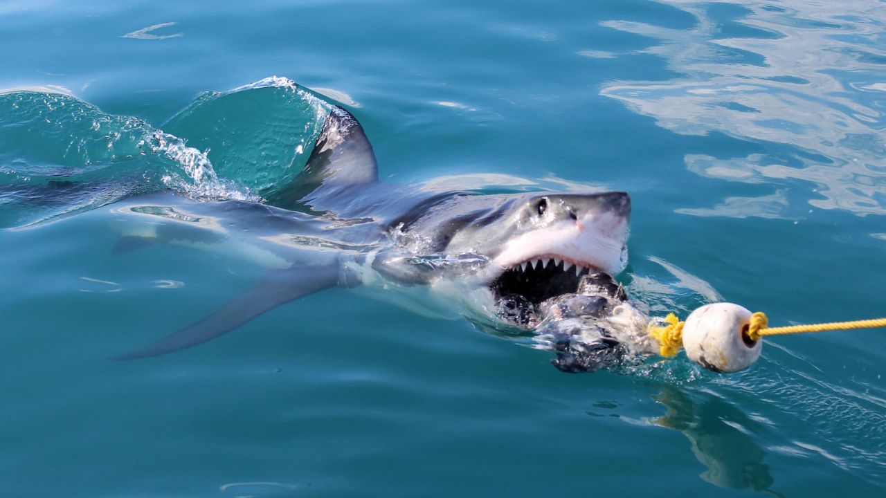 O Maior Tubarão Branco do Mundo
