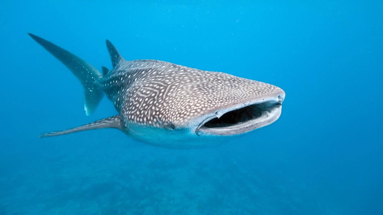 Tubarão-Baleia