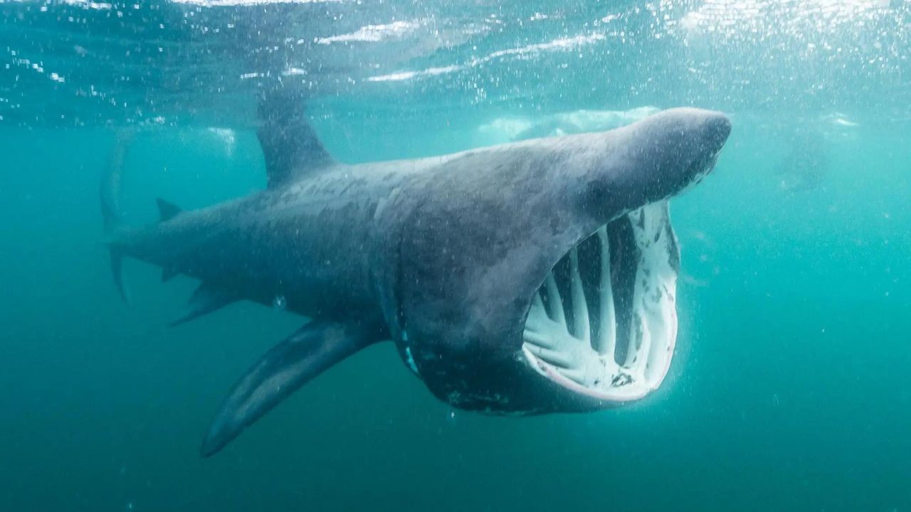 Tubarão-elefante