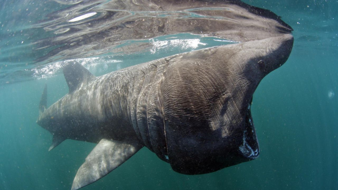 Tubarão-elefante