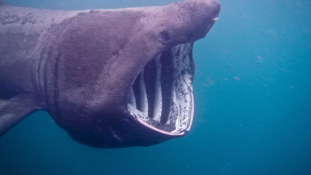 Tubarão-elefante