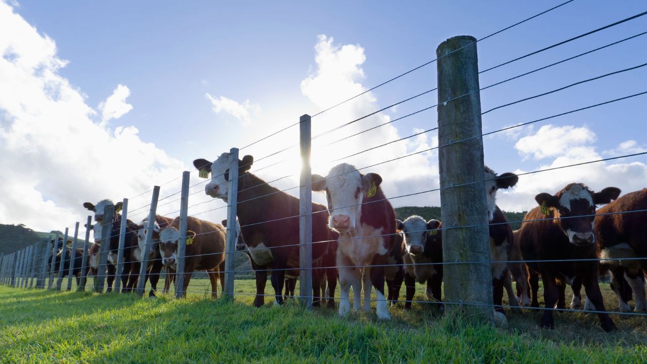3 Cuidados Importantes no Manejo Pré-Abate