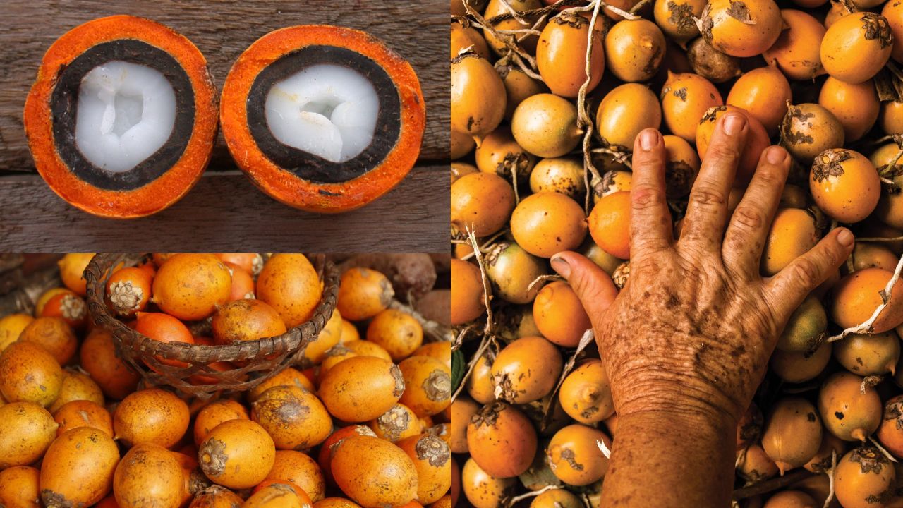 Como Plantar Tucumã