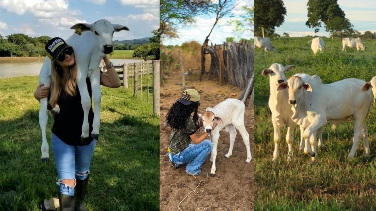 Como Produzir Carne com Bezerros Machos de Raças Leiteiras