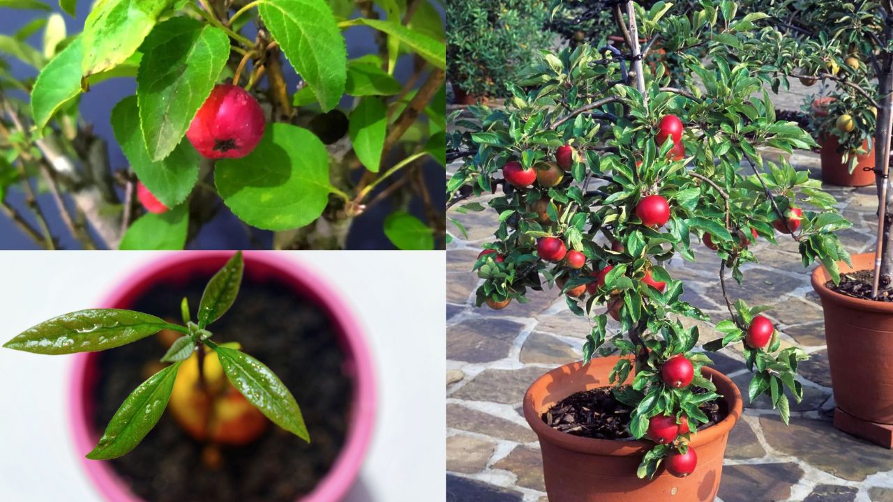 Cultivo de Macieiras em Vasos