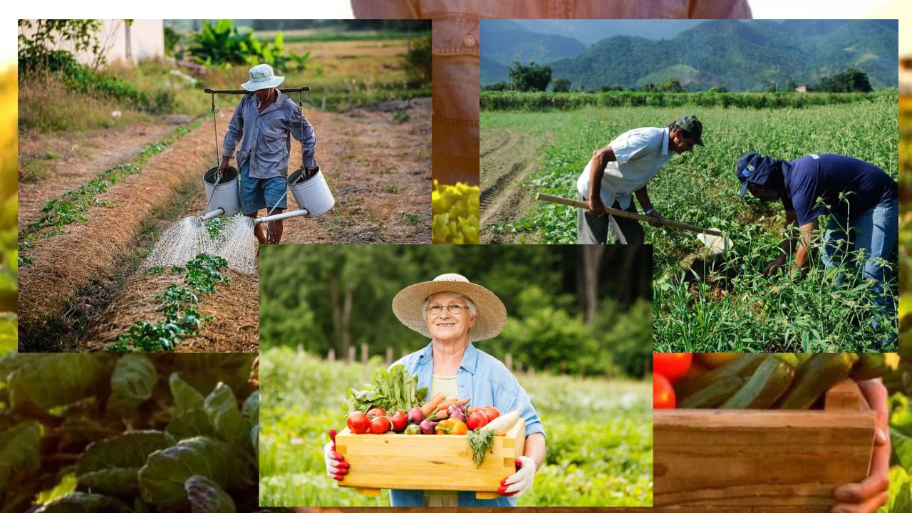 O Papel Vital do Agricultor na Garantia da Segurança Alimentar