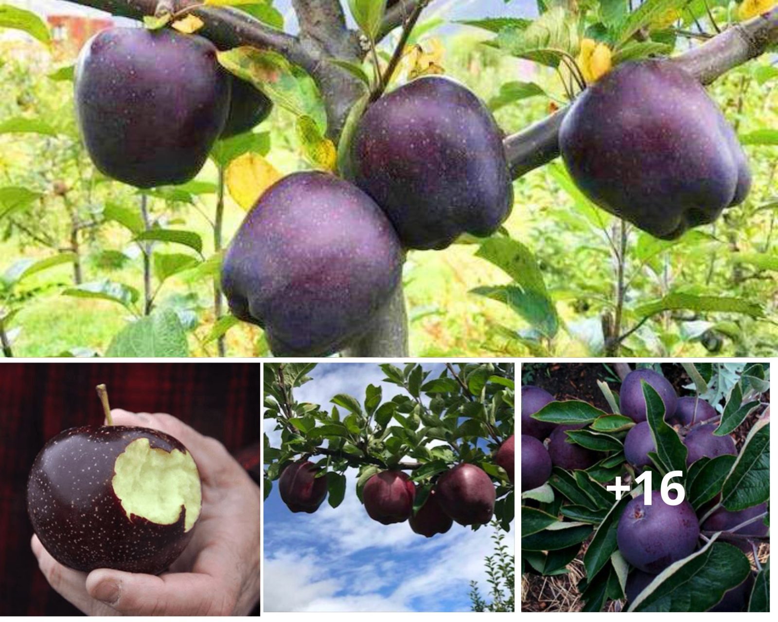 Maçãs Diamante Negro Um Guia para o Cultivo de Frutas Espumantes.