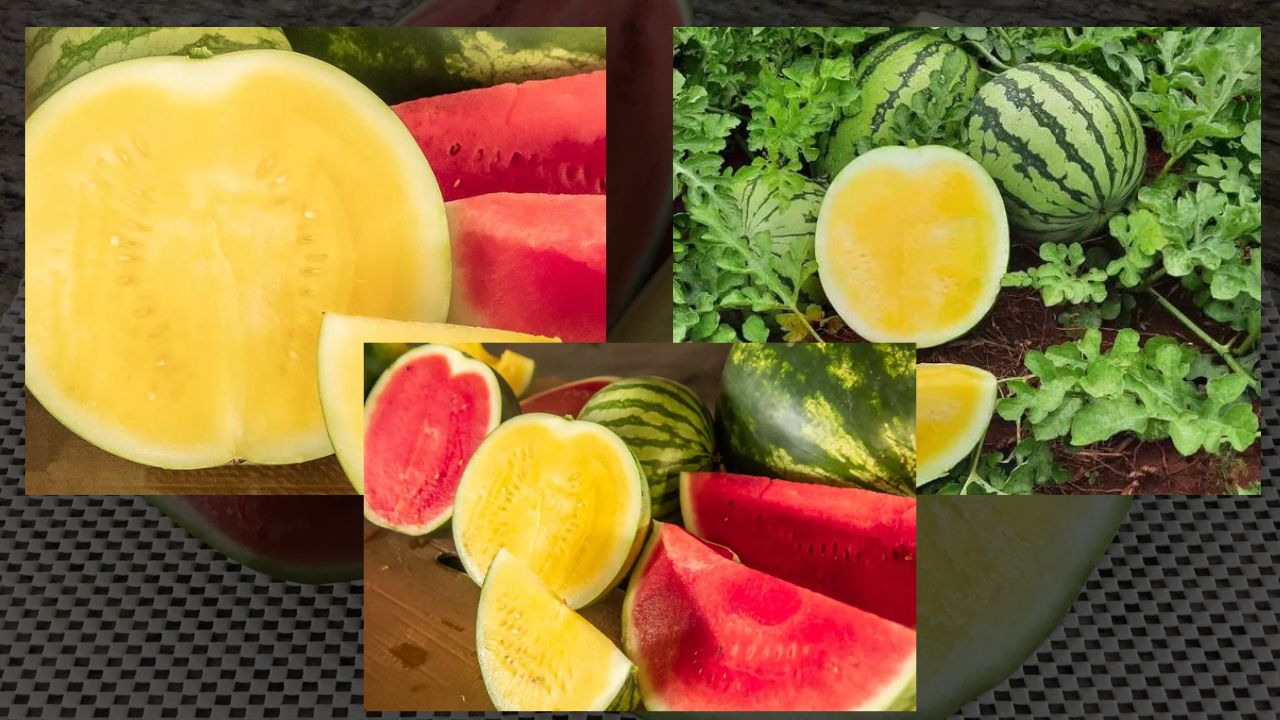 Exótica Melancia Amarela