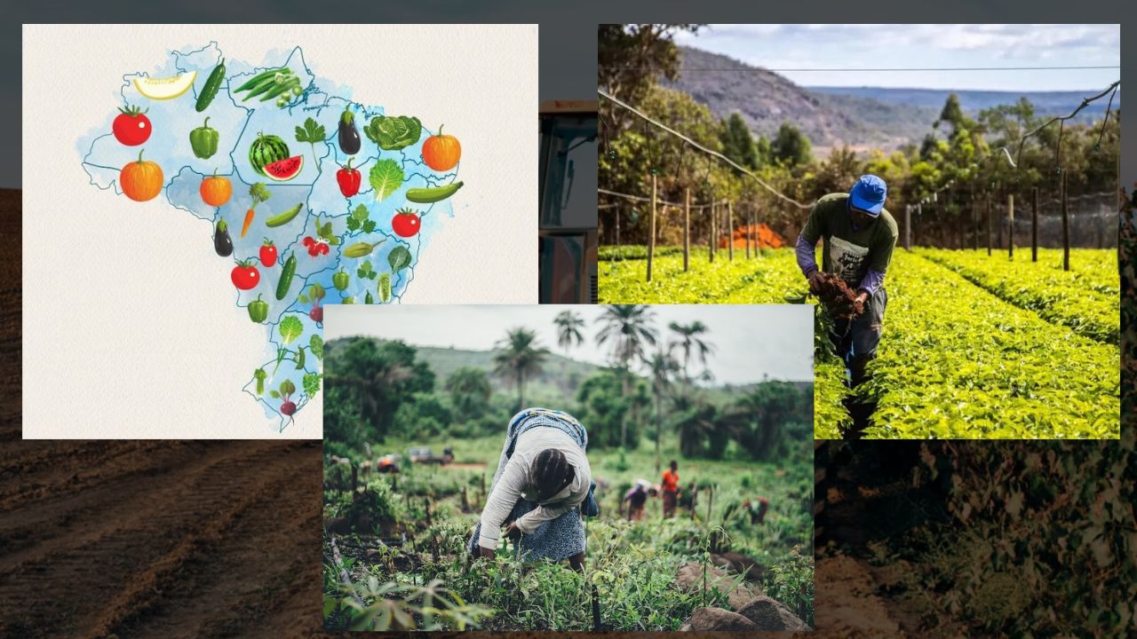 Melhor Estado para Sua Plantação