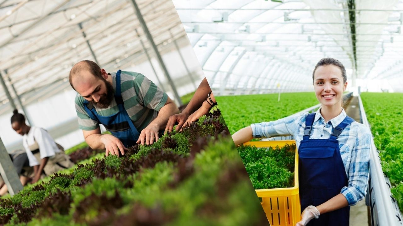 Maiores Setores Agrícolas