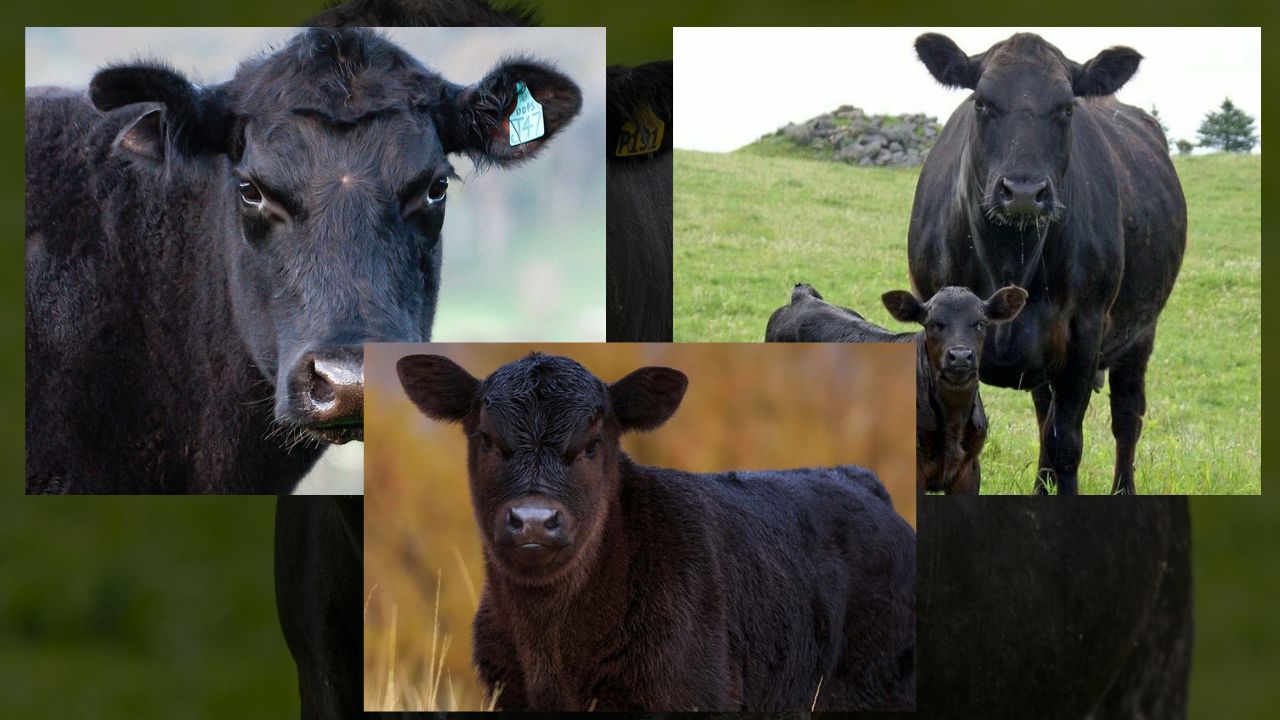 Como Criar Gado do Jeito Certo