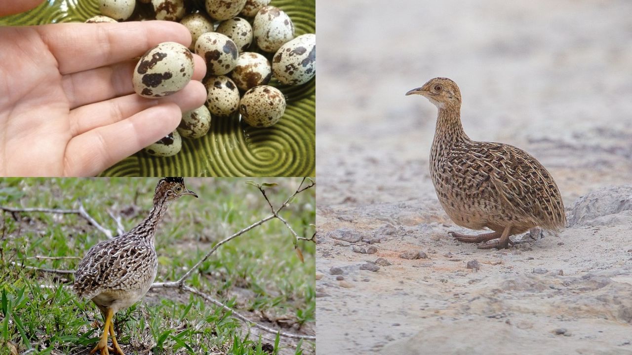 Criação de Codornas Caseira