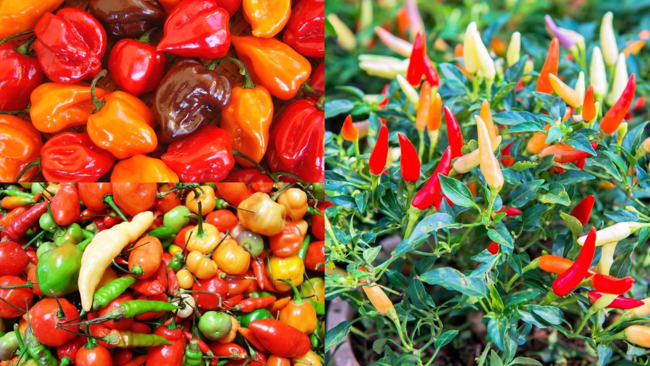 Cultivo de Pimentas no Brasil