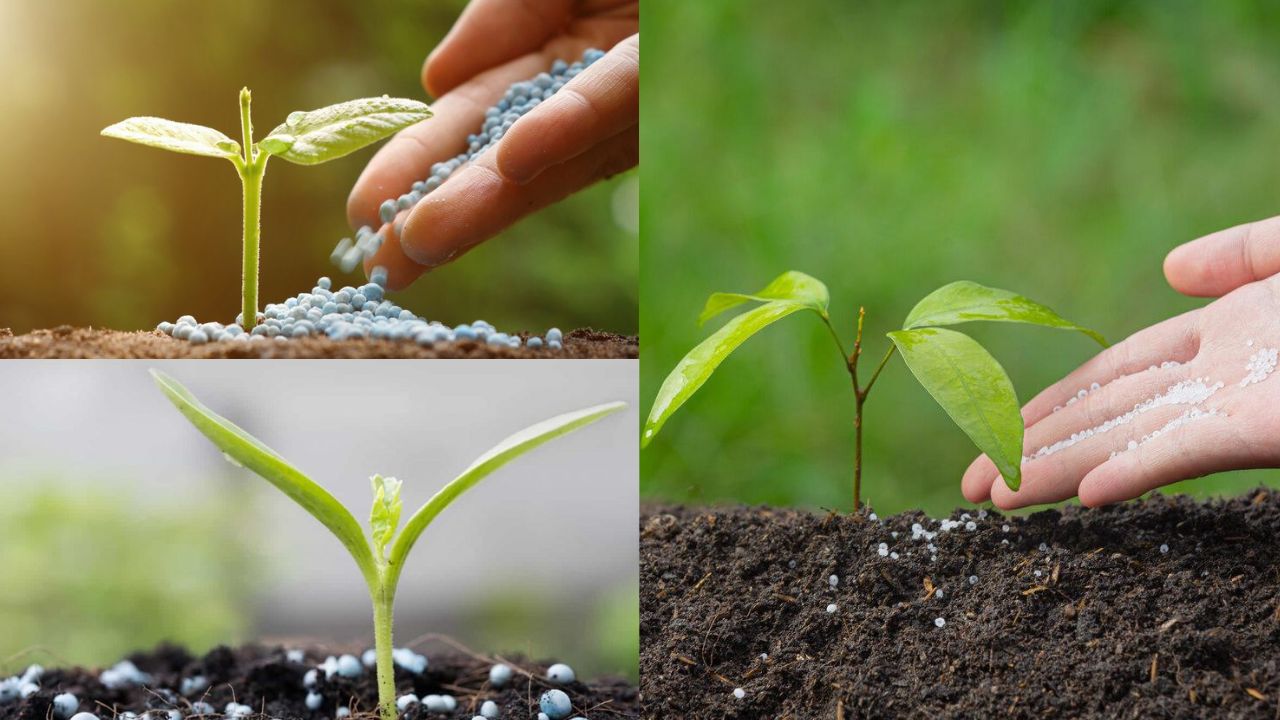 Impactos do Uso de Fertilizantes Sintéticos