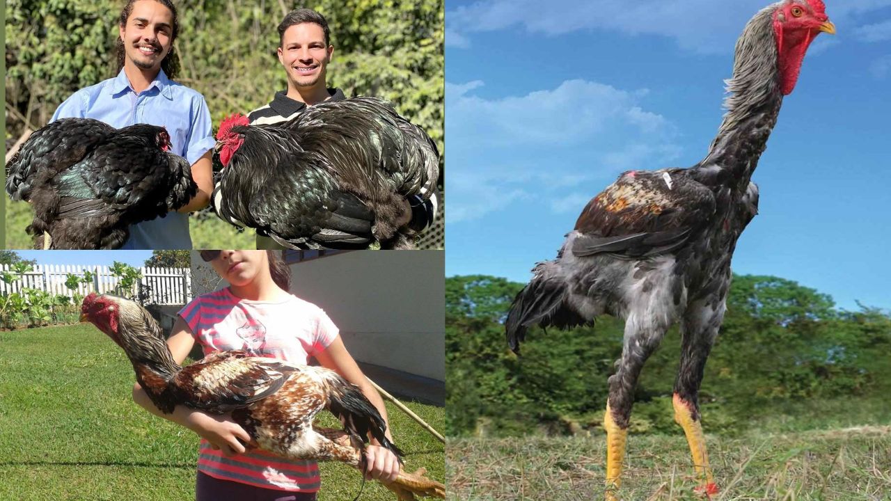 Maior Raça de Galinha no Brasil