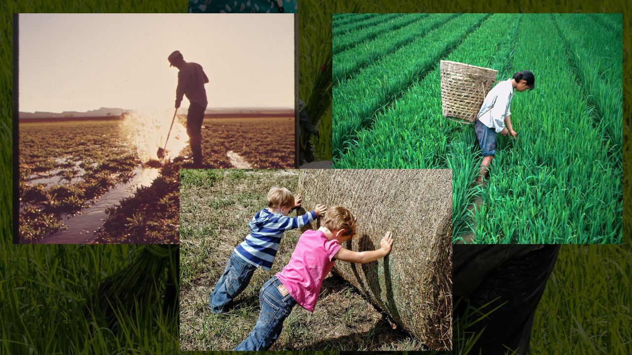 Como Escolher uma Terra Fértil