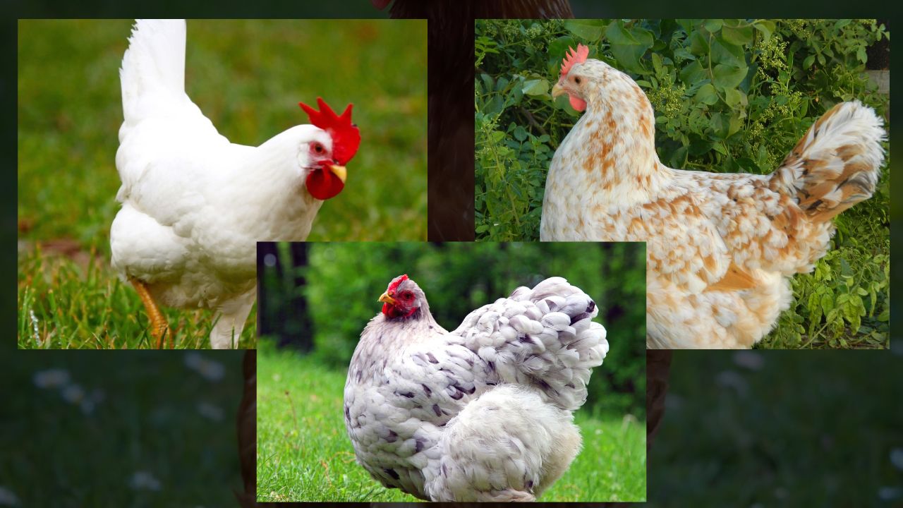 Melhores Estados para Criar Galinhas no Brasil