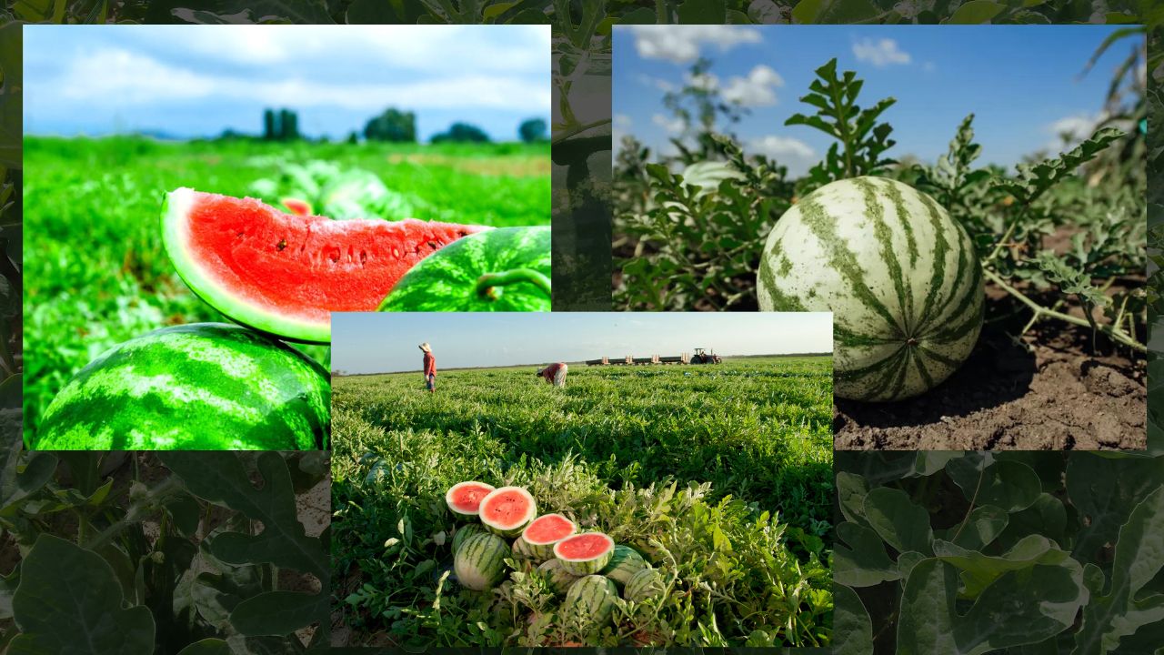 Produção de Melancia em São Paulo