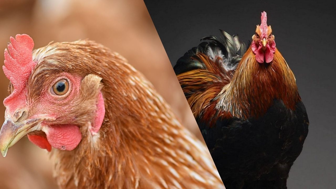 Rentabilidade de uma Granja