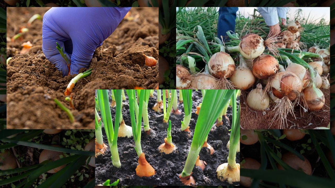 Como Plantar Cebola