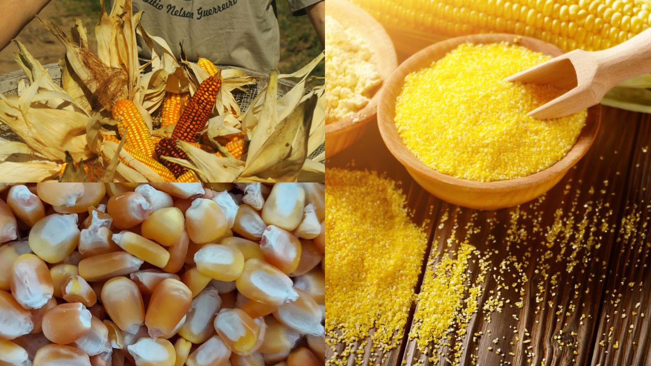 Processo de Produção do Fubá