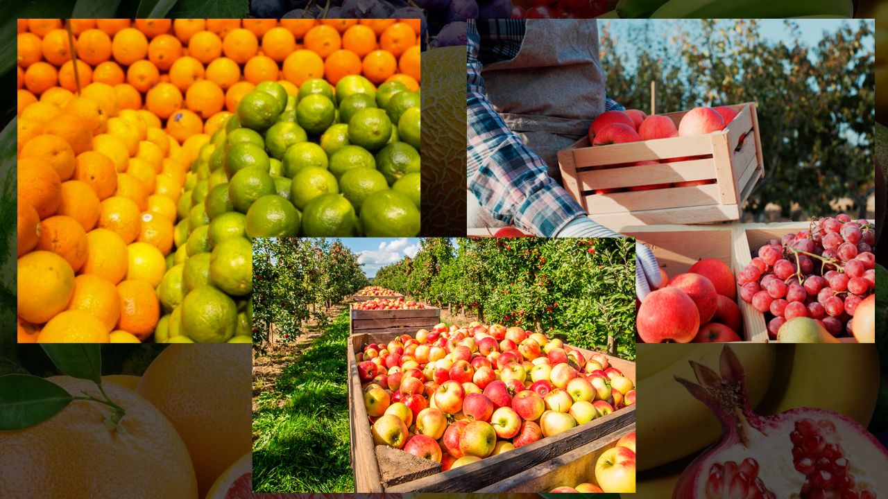 Produção de Frutas no Brasil
