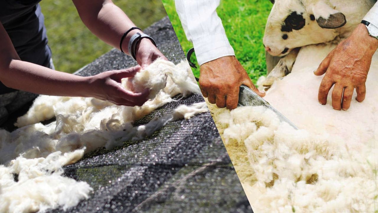 Produção de Lã Ovina