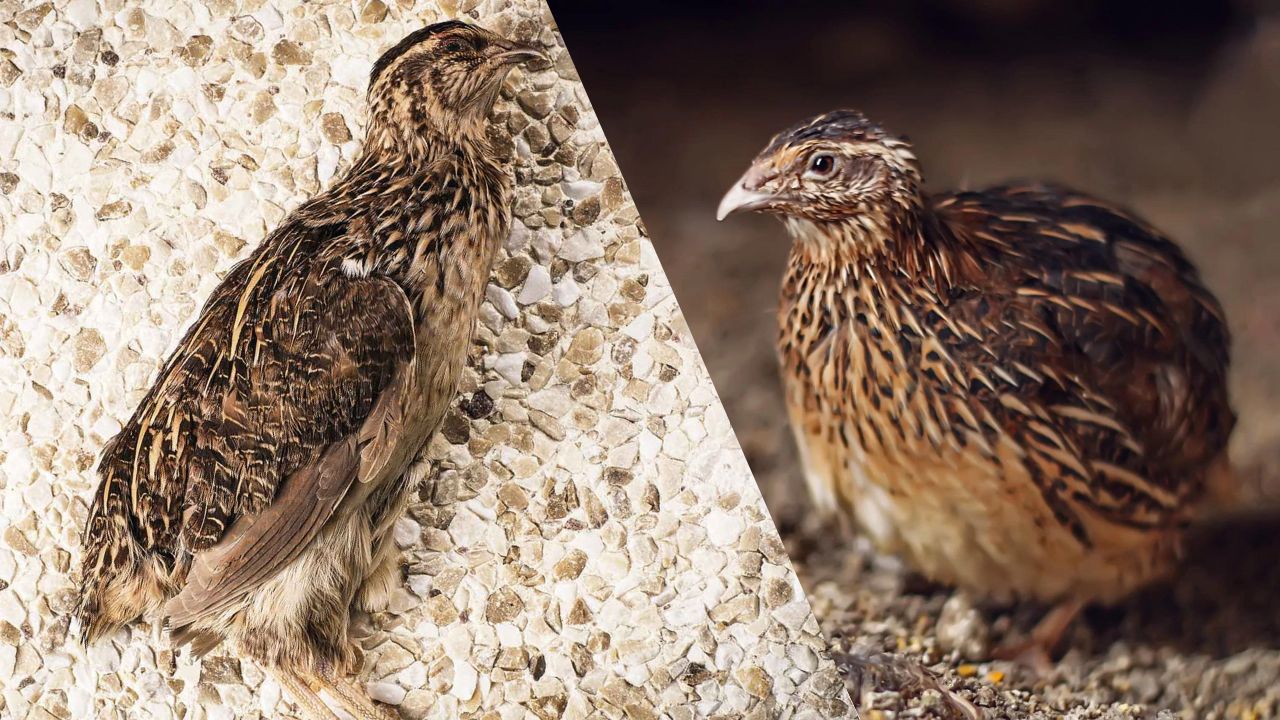 Criação Rápida de Codorna