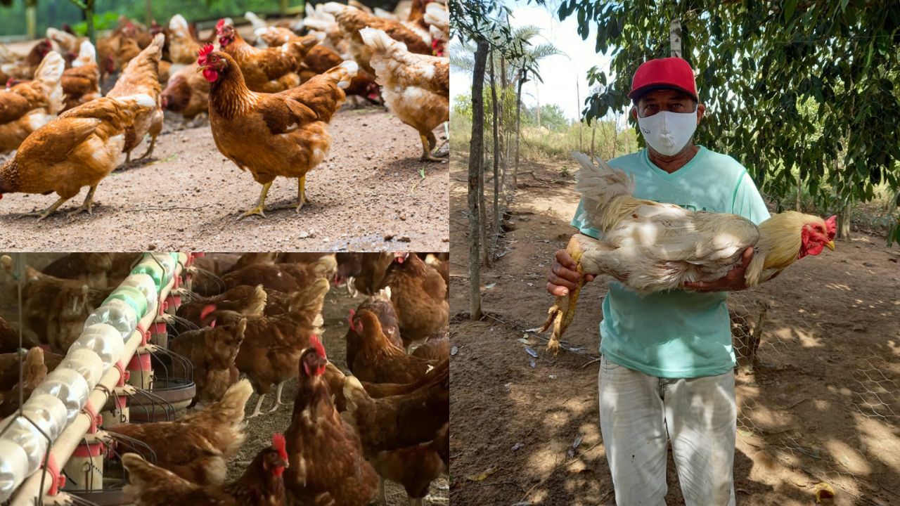 Criação de Galinhas em São Paulo