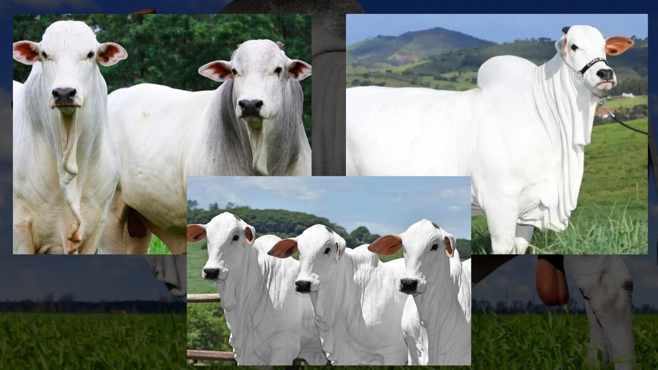 Motivos para Começar a Criar Nelore